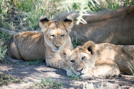 4-Days Tanzania Camping Safari