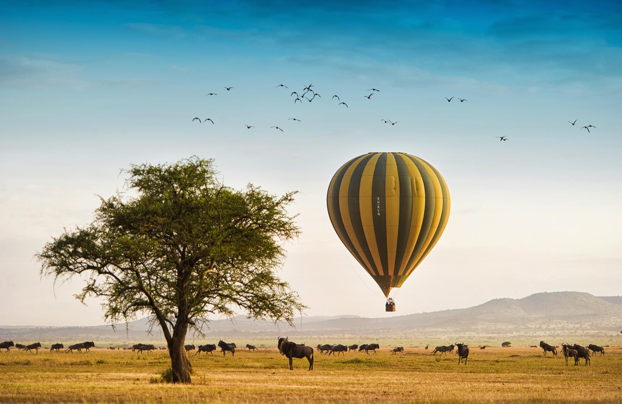 Jacaranda Adventure And Safaris