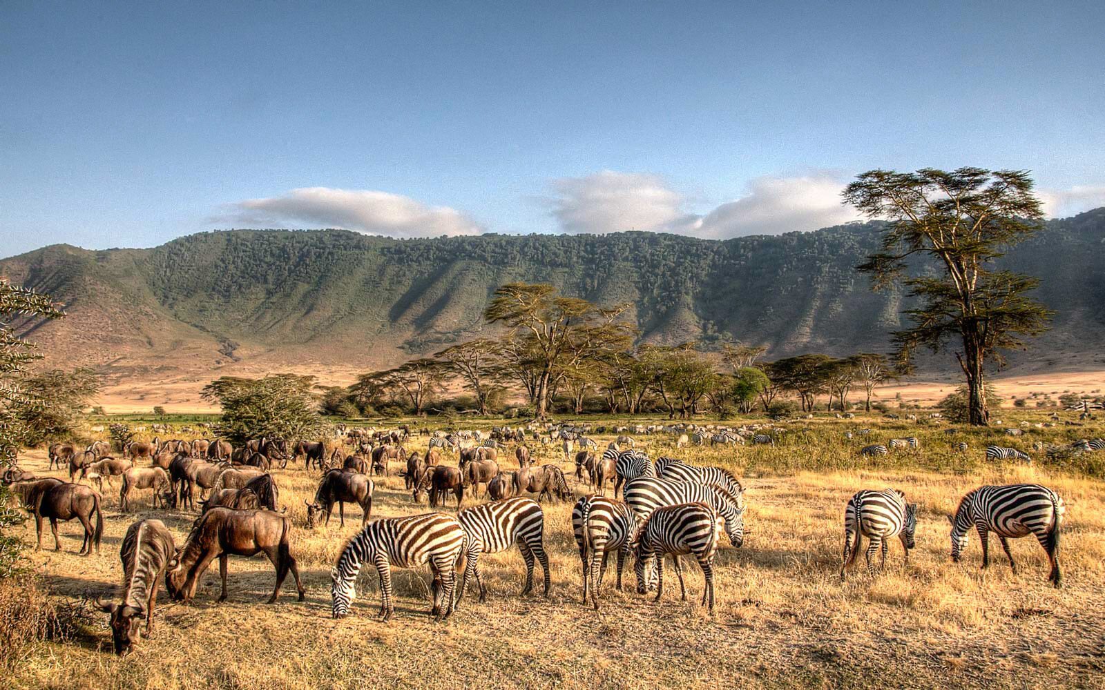 Jacaranda Adventure And Safaris