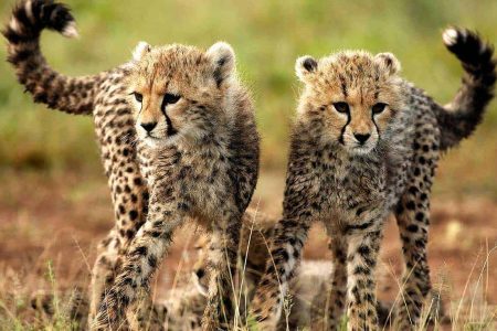 Local Tanzania Travel Experts