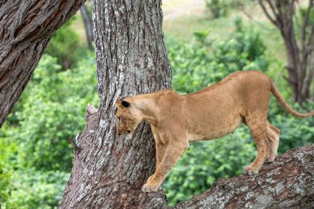 Local Tanzania Travel Experts