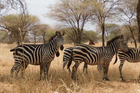 Local Tanzania Travel Experts