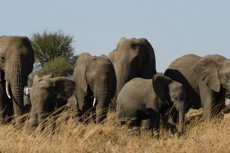 Local Tanzania Travel Experts