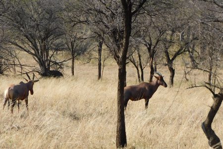 3 Days Tanzania Luxury Safari