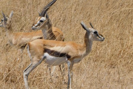 Local Tanzania Travel Experts